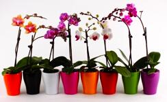 Советы по выращиванию орхидей Домашние орхидеи в горшках