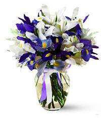 Букет синих и белых ирисов