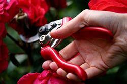 Как обрезать цветы Обрезание цветов