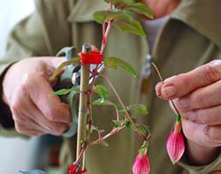 Как обрезать листья комнатным цветам Обрезание листов комнатного растения