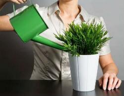 Как правильно поливать цветы Полив растений