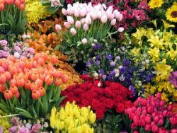 Различные цветы