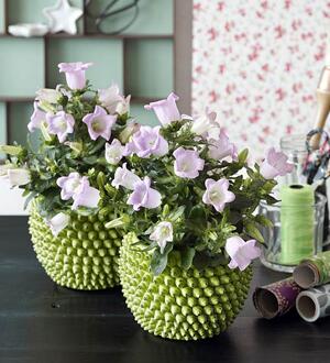 Комнатное растение