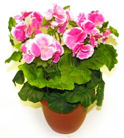 Комнатный цветок