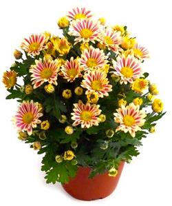 Комнатное растение