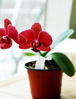 Как ухаживать за домашними орхидеями Красная домашняя орхидея в горшке