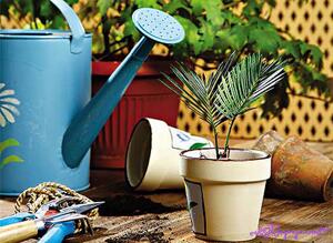 Полив комнатных растений