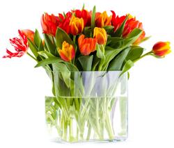 Тюльпаны в Европе Красные тюльпаны в вазе